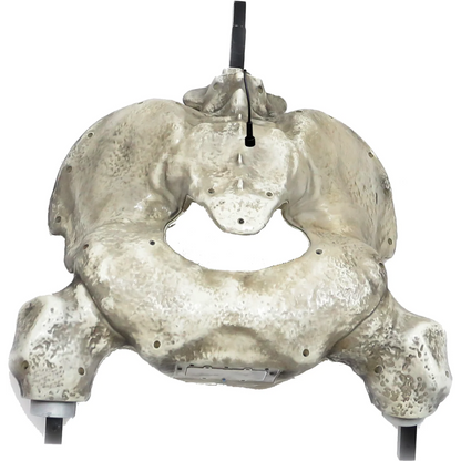 12 ft. Giant-Sized Skelly 2.0