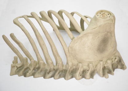 12 ft. Servo Skelly