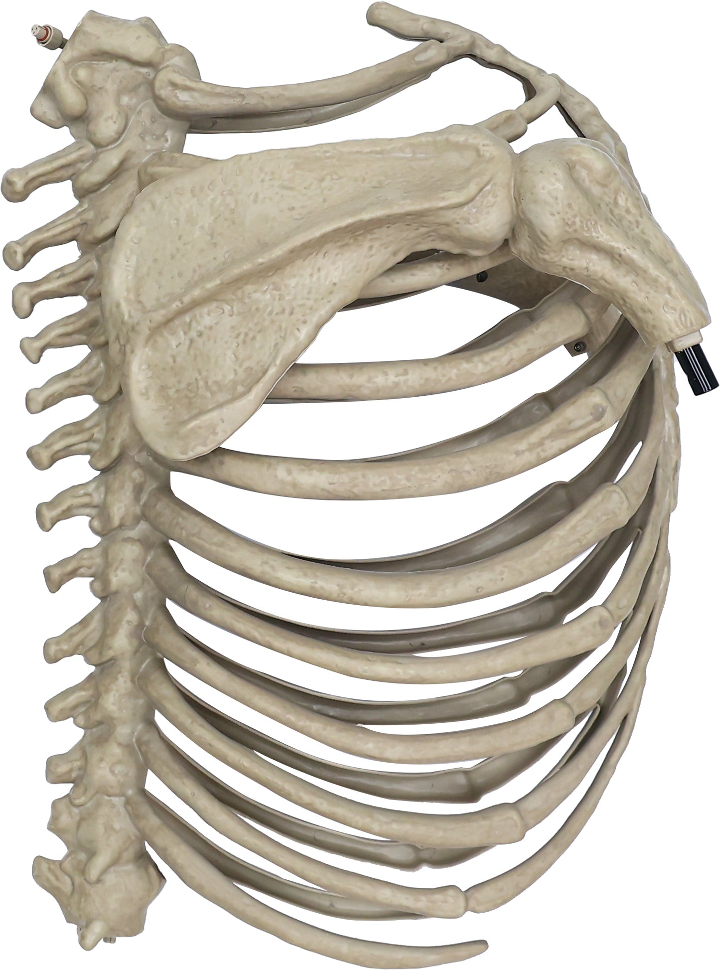 5.5 ft. Skelly's Sitting Dog with LCD Eyes