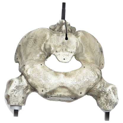 12 ft. Giant-Sized Skelly 2.0