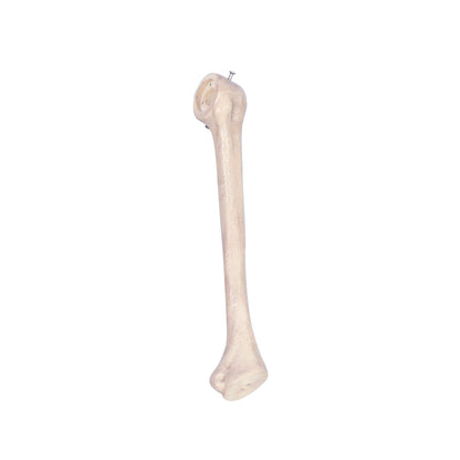 8 ft. Giant Animated Skeleton