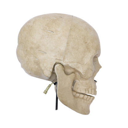 12 ft. Giant-Sized Animated LED App Controlled Skelly