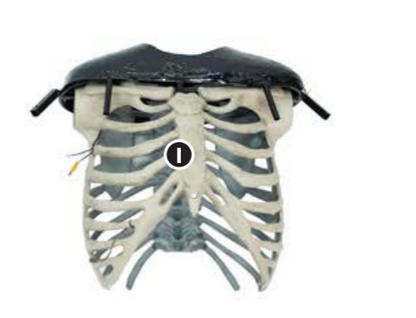 10 ft. Skeleton Arch