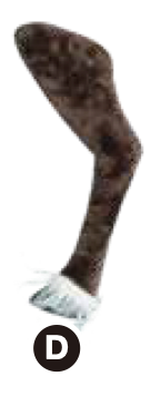4.5 ft. Animated Reindeer
